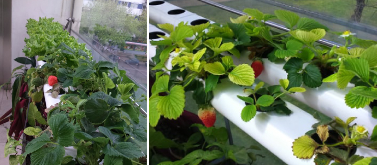 Os primeiros vegetais da horta vertical