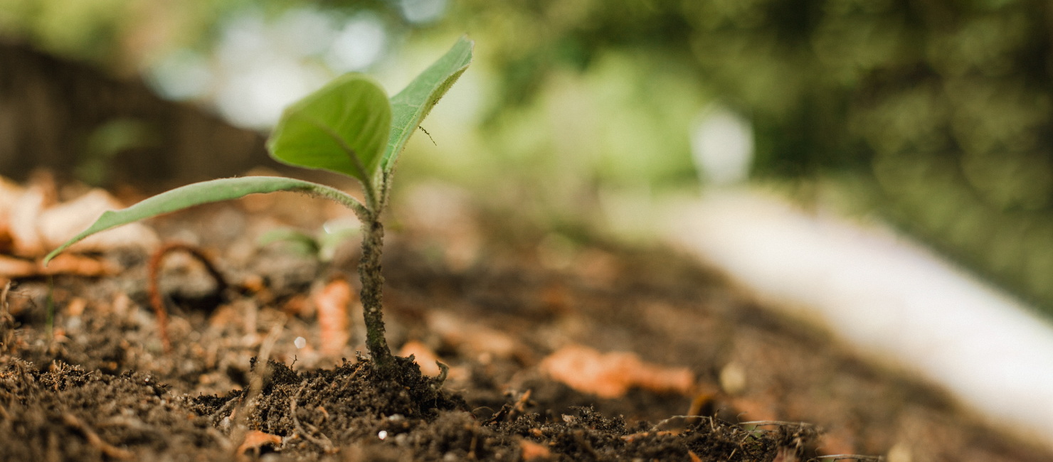 Dia Mundial da Árvore e Dia Internacional das Florestas