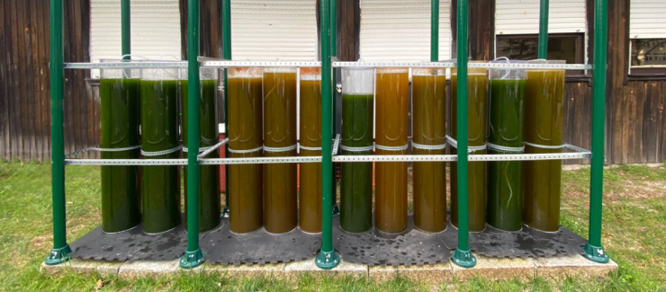 Extração de componentes valiosos através de microalgas